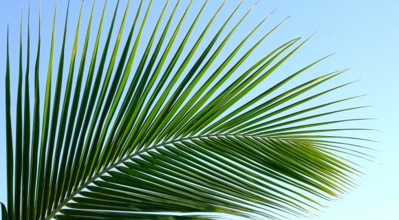 20.märts - palmipuudepüha